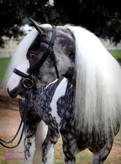 Silver Dapple Gypsy Vanner